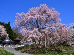 ツアー２　観音堂の枝垂桜